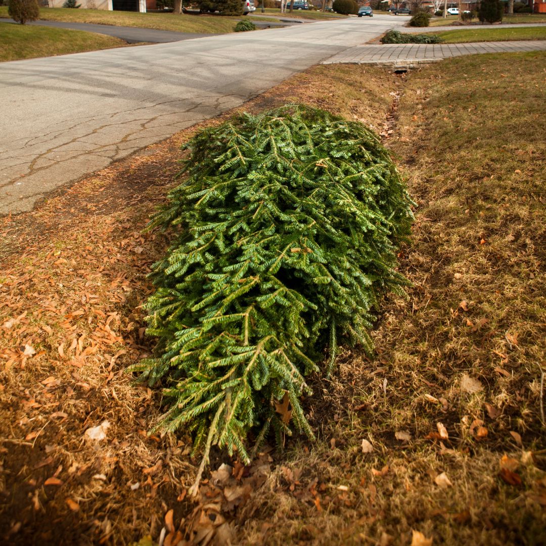 2024 Christmas Tree Collection Town of Lewisville, NC